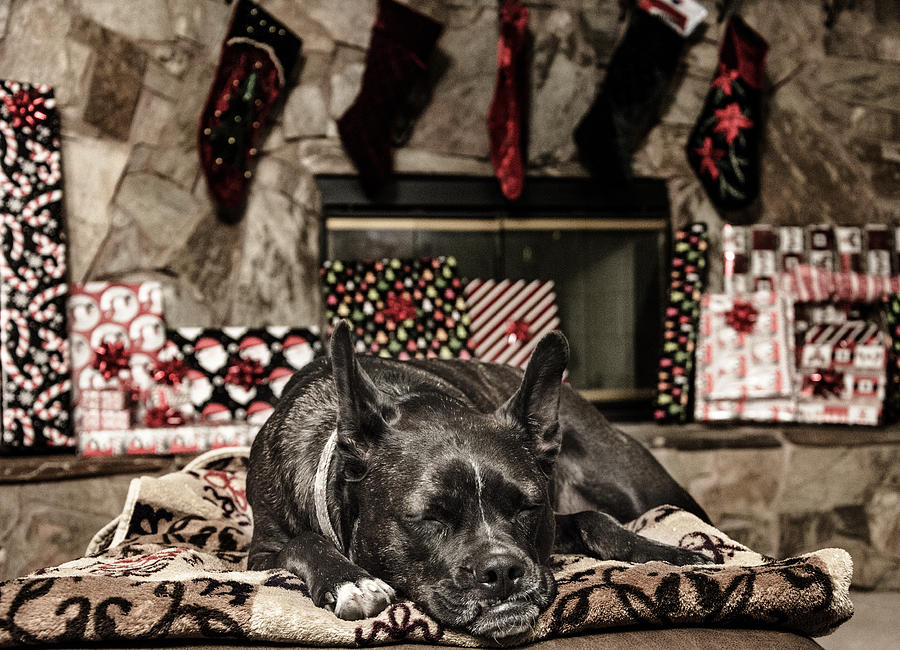 Christmas Photograph - Waiting for Santa by Darcy Grizzle
