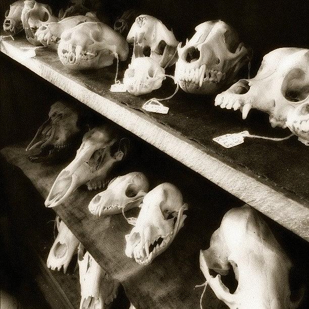 Skull Photograph - Waiting For Someone To Take Them Home by Aimee Michel