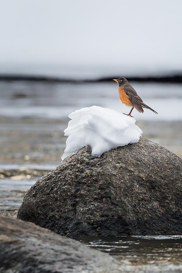 Robin Photograph - Waiting For Spring by Bill Wakeley