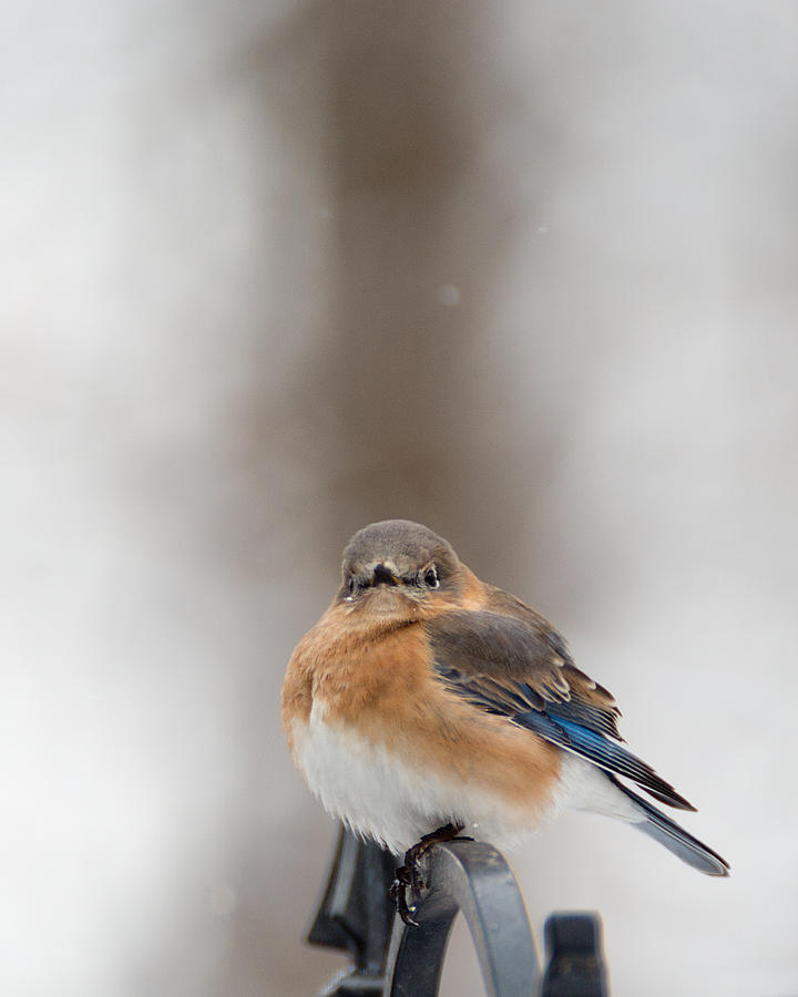 Waiting for Spring Bluebird Photograph by Jack Nevitt