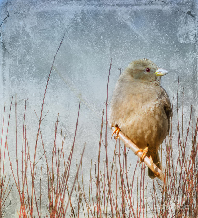 Sparrow Photograph - Waiting for Spring by Elaine Manley