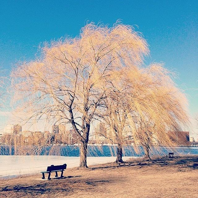 Boston Photograph - Waiting For Spring. 
#charlesriver by Khamid B