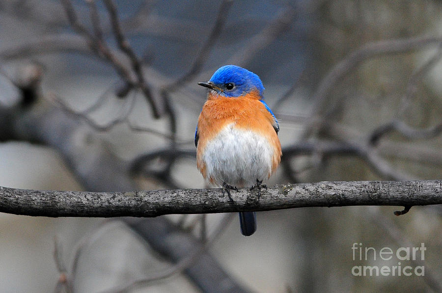 Bird Photograph - Waiting for Spring by Olivia Hardwicke
