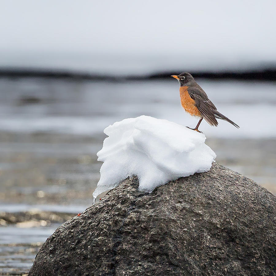 Robin Photograph - Waiting For Spring Square by Bill Wakeley