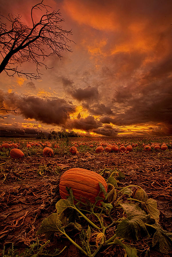 Waiting for the Great Pumpkin Photograph by Phil Koch