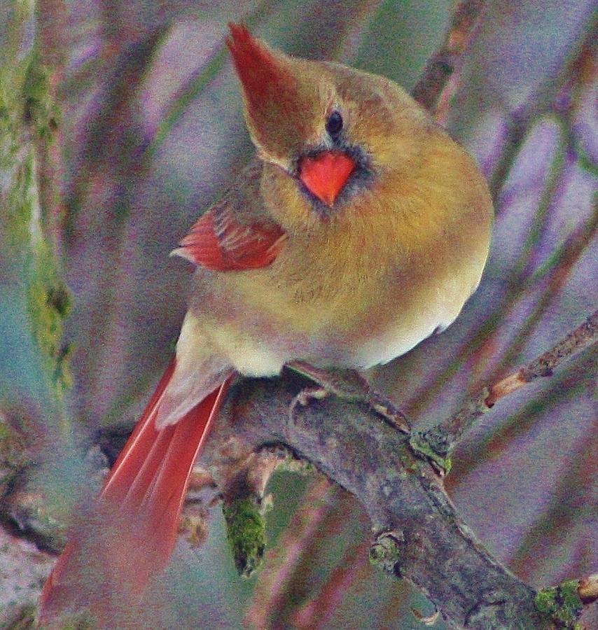 Cardinal Photograph - Waiting for the Right Moment by Bruce Bley