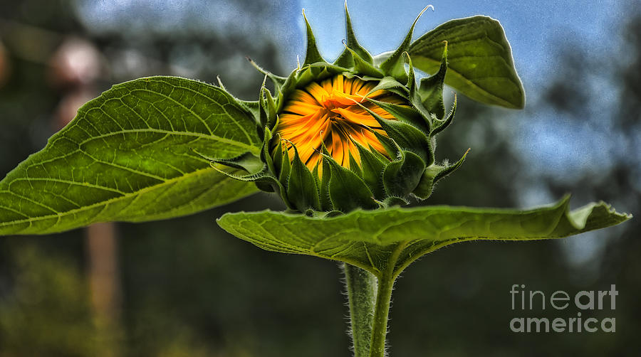 Sunflower Photograph - Waiting for the Sun Sunflower by Kathleen K Parker