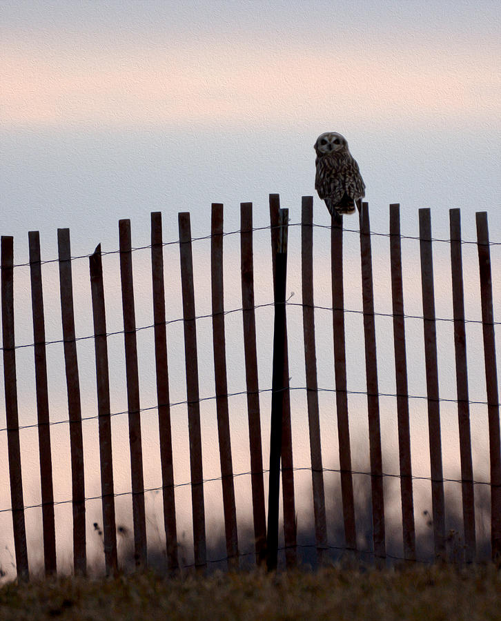 Owl Photograph - Waiting for the sun to go down by Tracy Winter