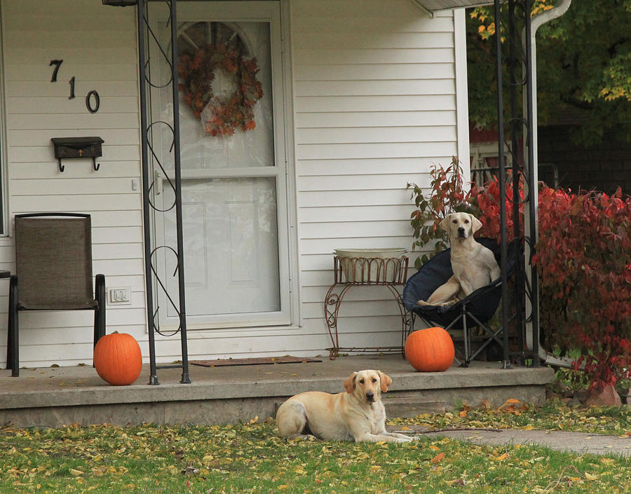 Waiting for Tricks or Treats Photograph by J Laughlin