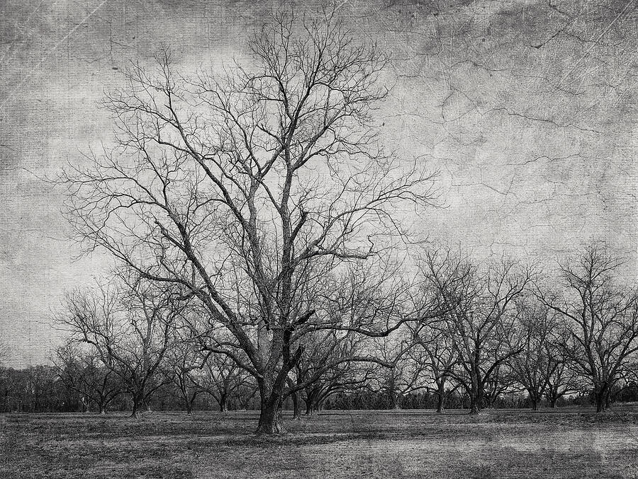 Tree Photograph - Waiting by Kim Hojnacki