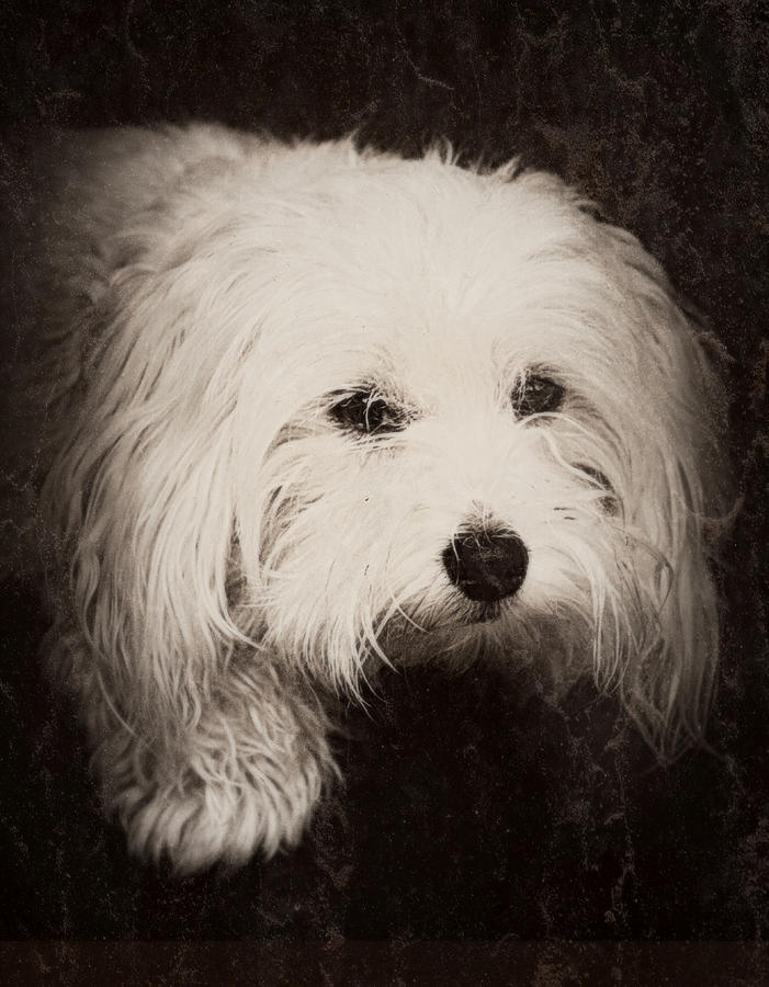 Dog Photograph - Waiting by Melanie Lankford Photography
