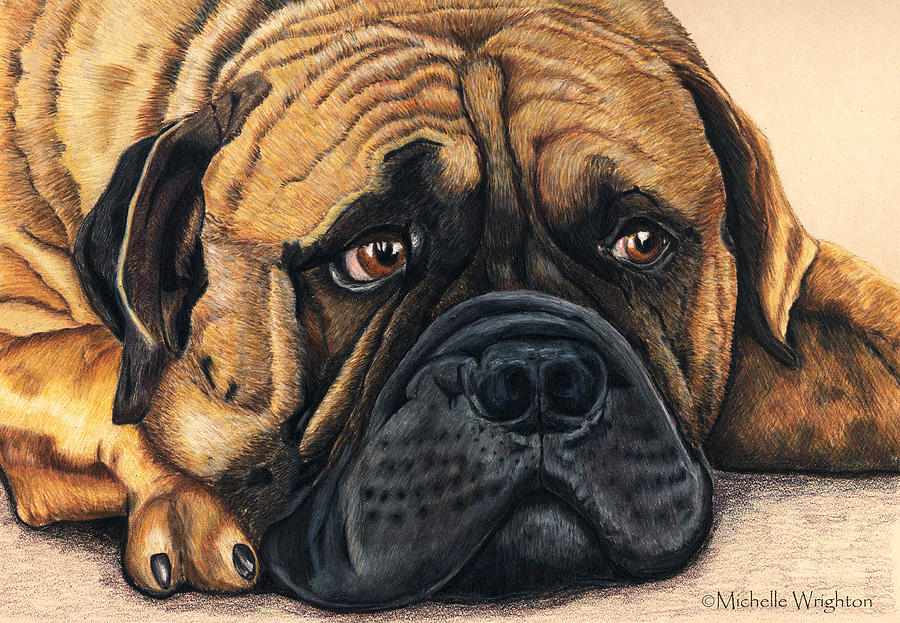 Dog Painting - Waiting Bullmastiff Drawing by Michelle Wrighton