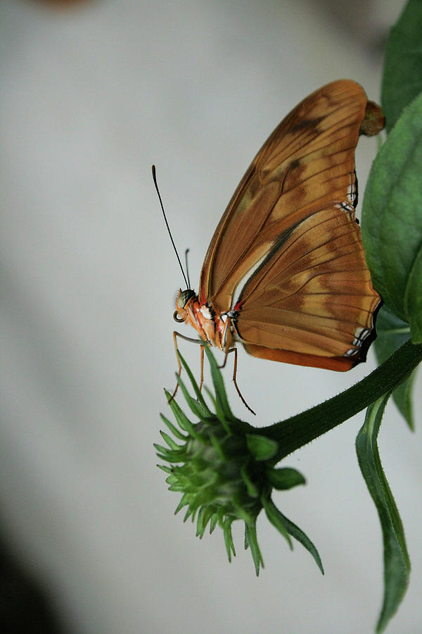 Flower Photograph -  Butterfly Waiting on the Wind  by Cathy Harper