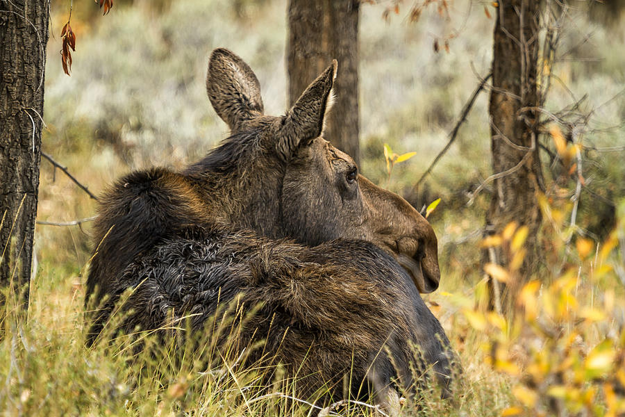 Waiting out the Rain - Moose - Grand Tetons Photograph by Belinda Greb