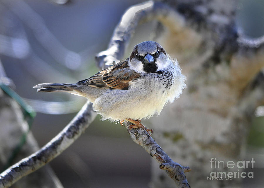 Sparrow Photograph - Waiting Patiently by Nava Thompson