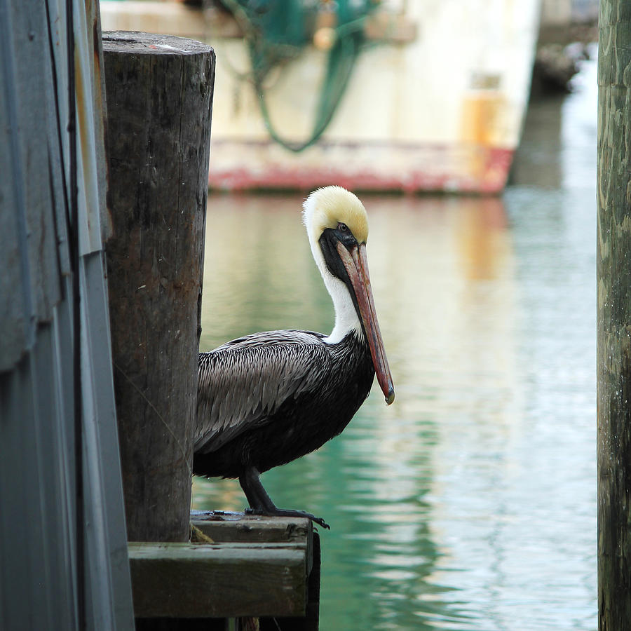 Pelican Painting - Waiting Pelican by Melinda Patrick