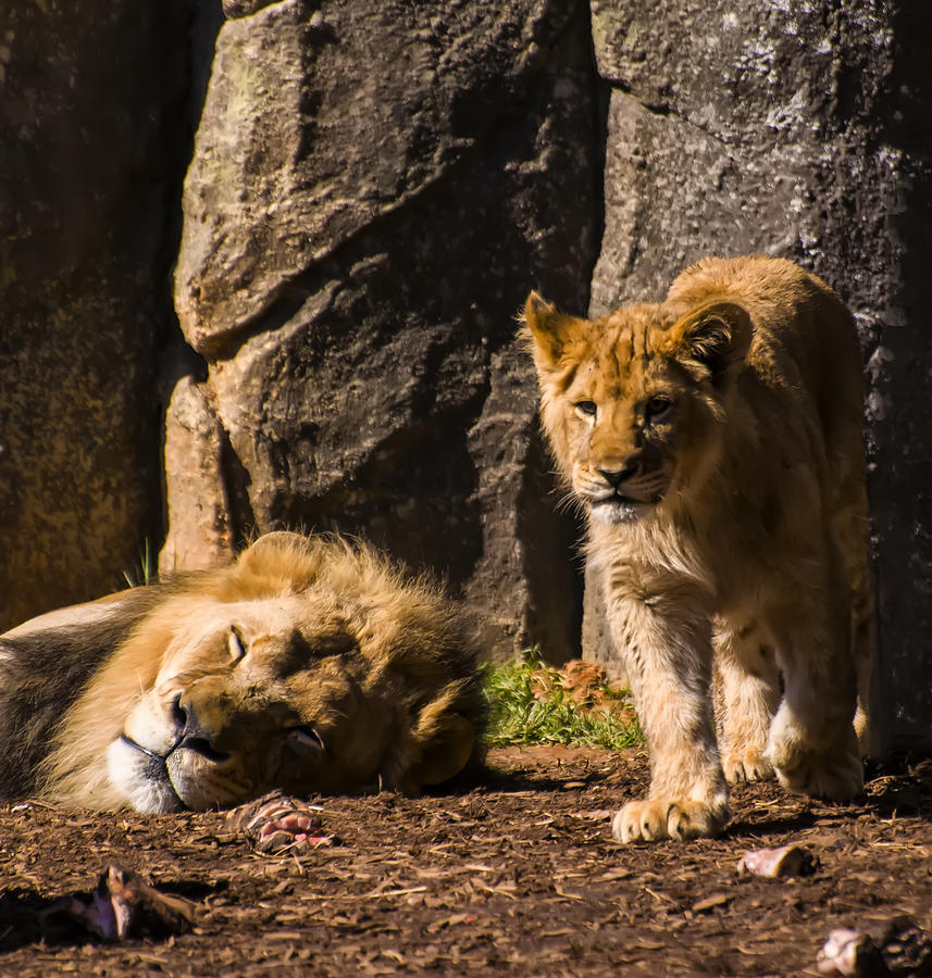 Waiting to be King Photograph by Flees Photos