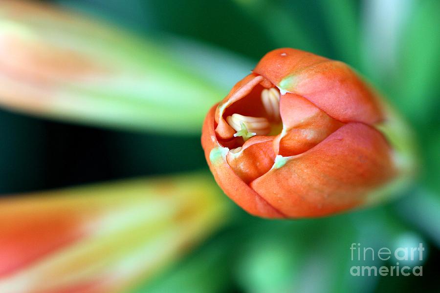 Flowers Still Life Photograph - Waiting To Bloom by Ashley M Conger