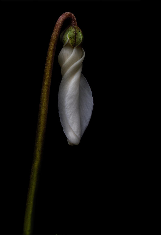 Waiting To Bloom Photograph by Robert Woodward
