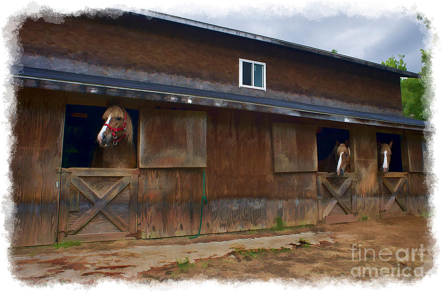 Barn Photograph - Waiting to go out in field by Dan Friend