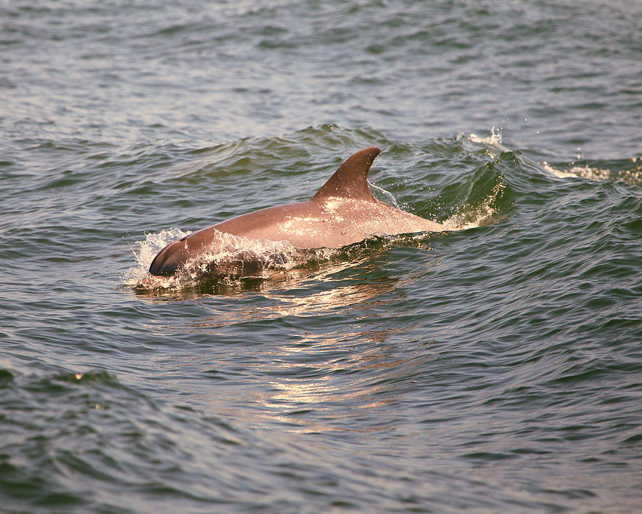 Dolphin Photograph - Wake Rider by Pete Federico Dolphin Photograph - Wake Rider by Pete Federico