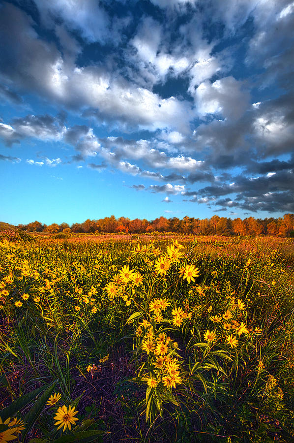 Flower Photograph - Waking in Autumn by Phil Koch