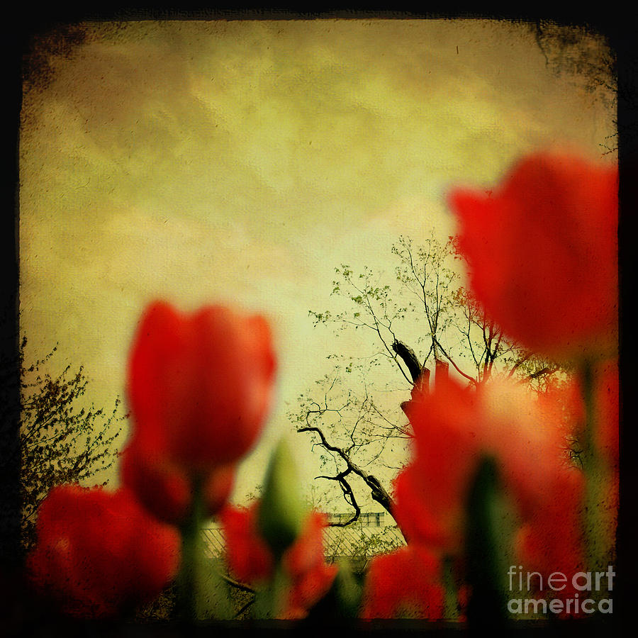Red Tulips Photograph - Waking Up by Sharon Kalstek-Coty