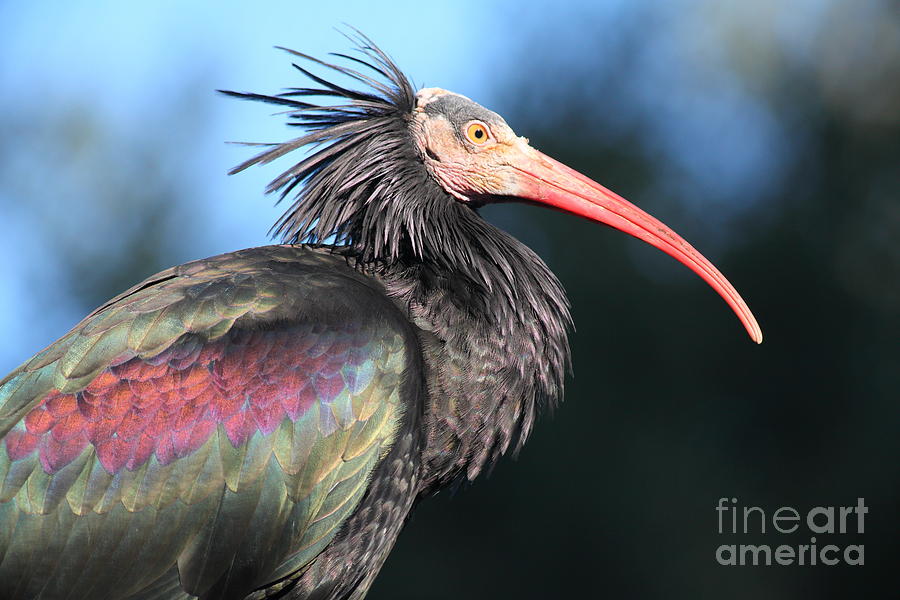 Waldrapp Ibis 5D27049 Photograph by Wingsdomain Art and Photography