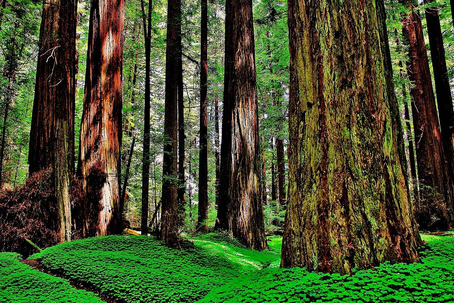 Tree Photograph - Walk Among Giants by Benjamin Yeager