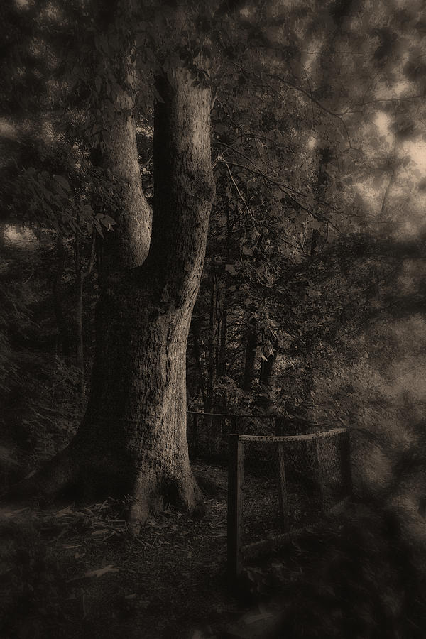 Tree Photograph - Walk Around by Dennis James