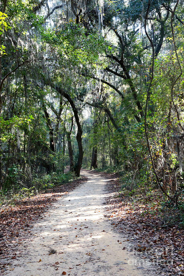 Walk in Florida Woods Photograph by Carol Groenen