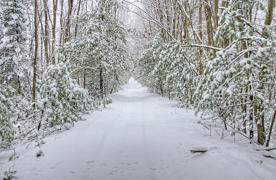 Walk In Snowy Woods Photograph By Donna Doherty Pixels