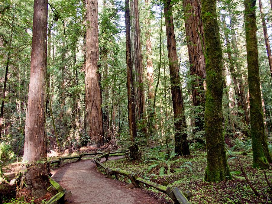 Walk in the Woods 2 Photograph by Remy Gervais - Fine Art America