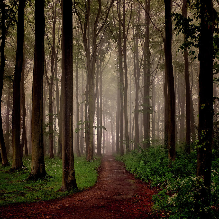 Walk In The Woods Photograph by Andrew Lockie