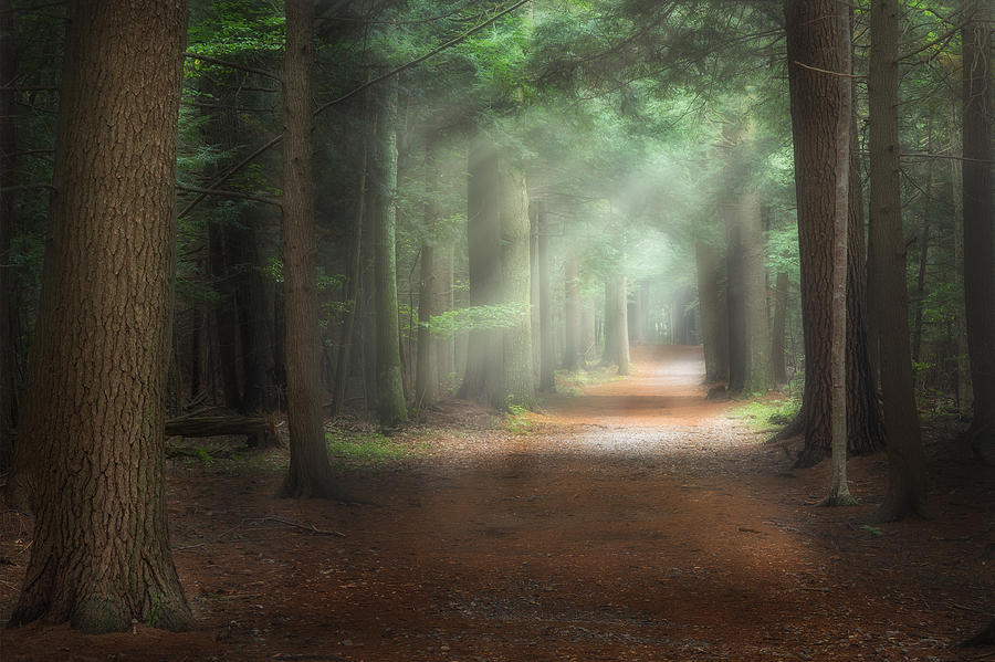 Walk In The Woods Photograph by Bill Wakeley