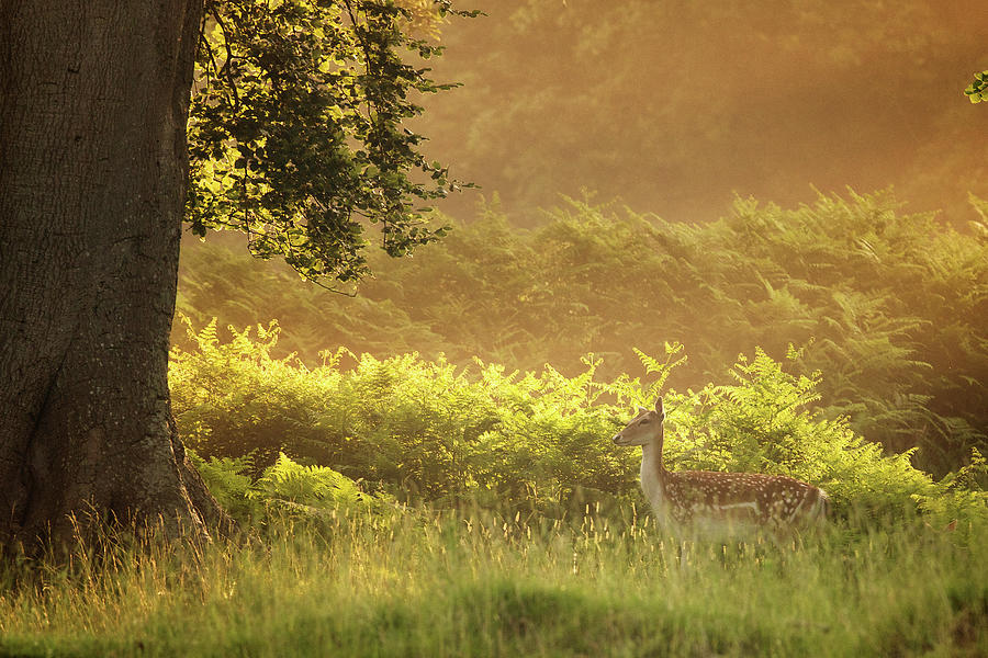 Walk In The Woods Photograph by Markbridger