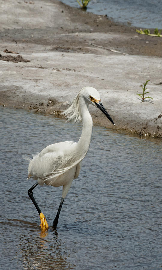 Egret Photograph - Walk on the Wild Side by Betty Depee