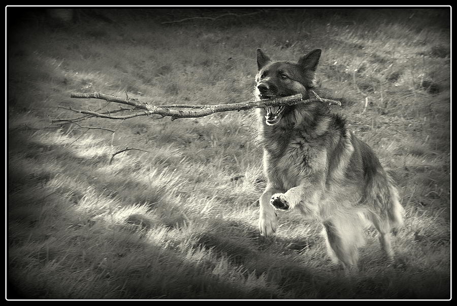 Walk softly but carry a big stick Photograph by Sue Long