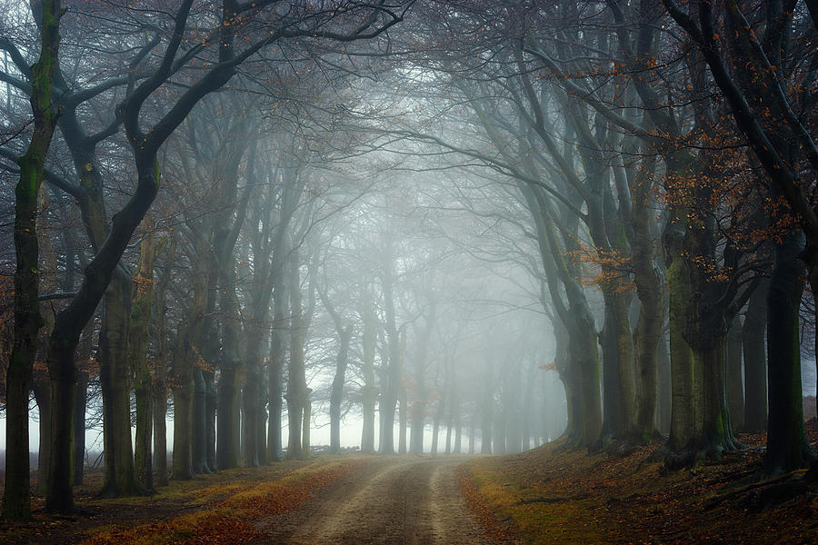 Tree Photograph - Walk This Way by Ellen Borggreve