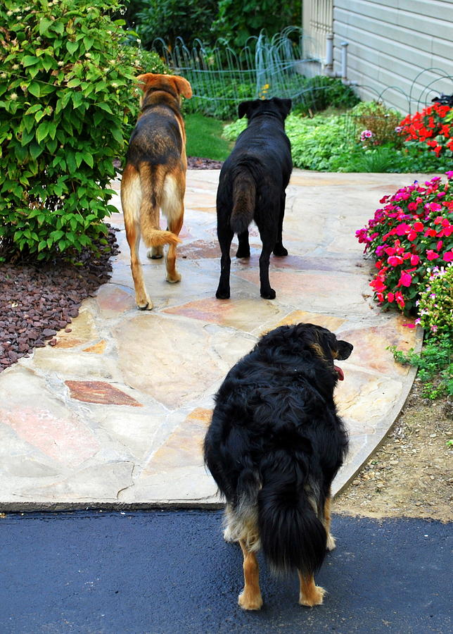 Dog Photograph - Walk This Way by Mary Beth Landis