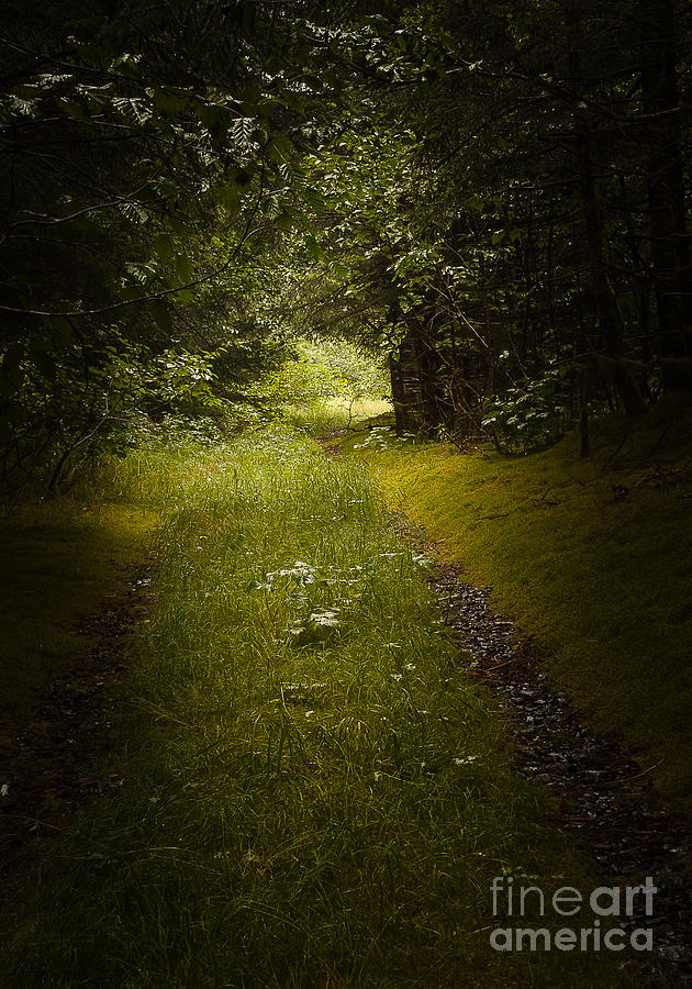 Nature Photograph - Walk to the Light by Steven Reed