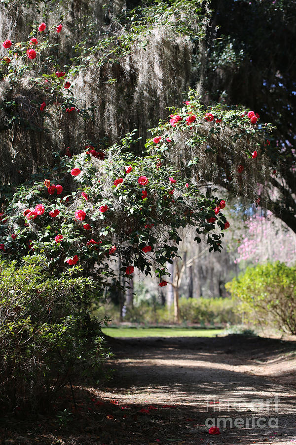 Walk under the Camellias  Photograph by Carol Groenen