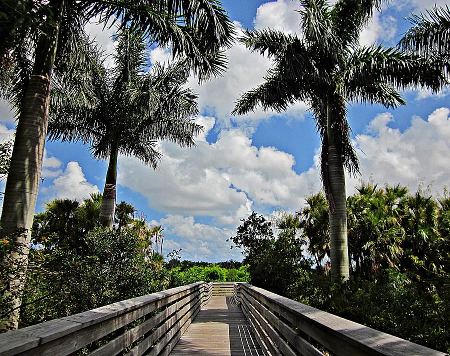 Walk With Palm Trees Photograph by MTBobbins Photography