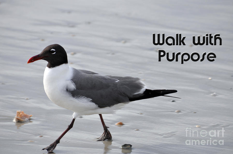 Walk With Purpose Photograph by Lydia Holly