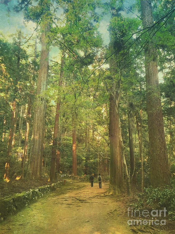 Tree Photograph - Walking Along the Kozan-ji Forest in Kyoto Japan by Beverly Claire Kaiya