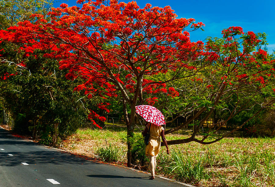 Walking along the Road. Mauritius Photograph by Jenny Rainbow