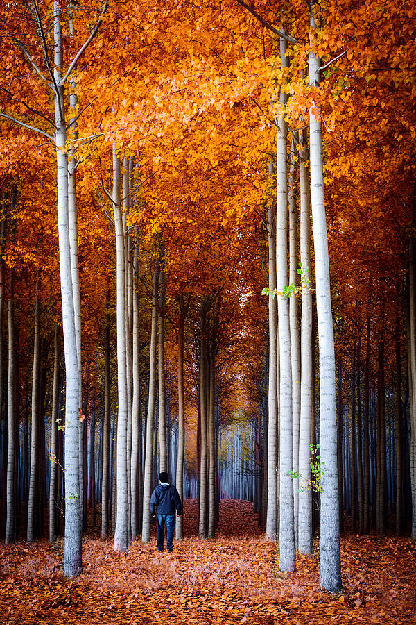 Fall Photograph - Walking Among Giants by Dan Mihai