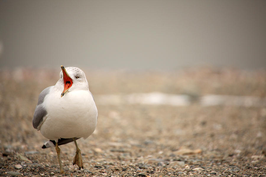 Seagull Photograph - Walking And Talking by Karol Livote