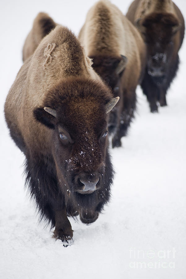 Walking Bison Photograph by David Lichtneker