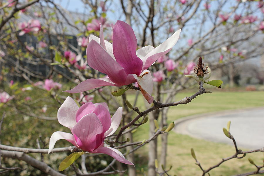 Walking Path Photograph - Walking By The Magnolia Saucer Blooms by Shawn Hughes